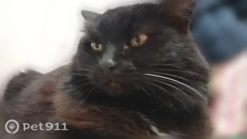 Пропала кошка, улица Мингажева, 15, Уфа — чёрная, с белыми усами, пушистая - photo