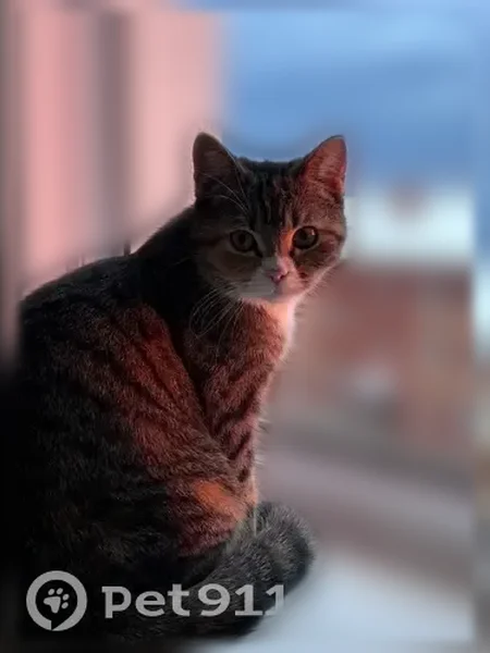 Пропала кошка, улица Иакова Шестакова, 10, Кудымкар — 5 этаж, годик - photo