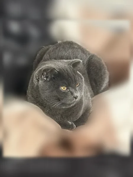Пропала кошка, улица Крупской, 23 к1, Омск — серый окрас, коричневые глаза - photo