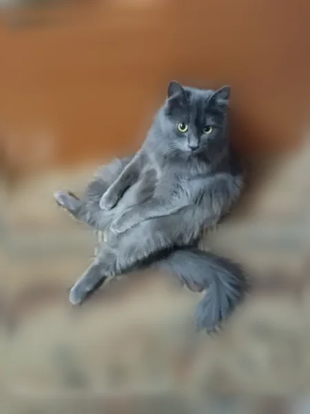 Пропала кошка, Иваново — дымчато-серый, выпал с окна - photo