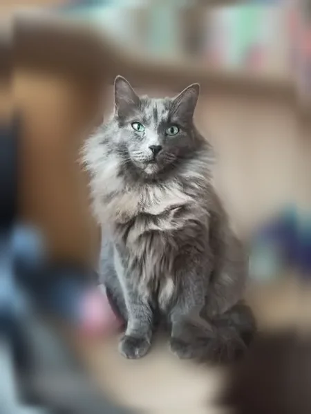 Пропала кошка, Комсомольская улица, 15, Никольское — серый пушистый кот, очень пугливый - photo