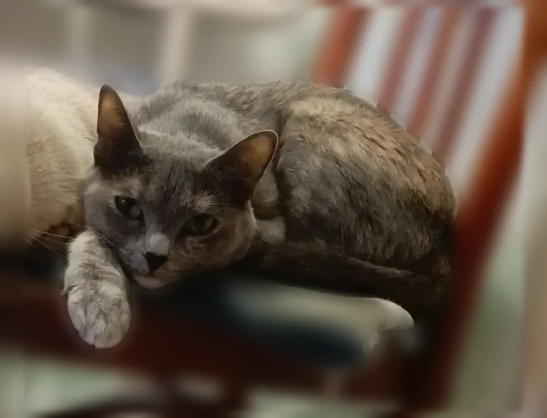 Пропала кошка, Партизанская улица, 14, Новоалтайск — очень ласковая, пугливая - photo