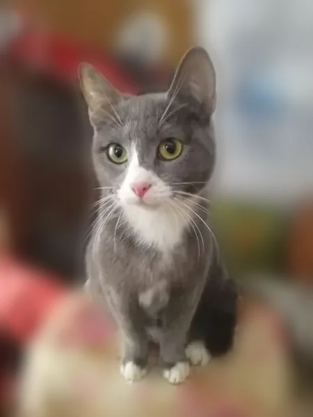 Пропала кошка, переулок Сергея Лазо, 4, Томск — потерялись 2 кошки - photo