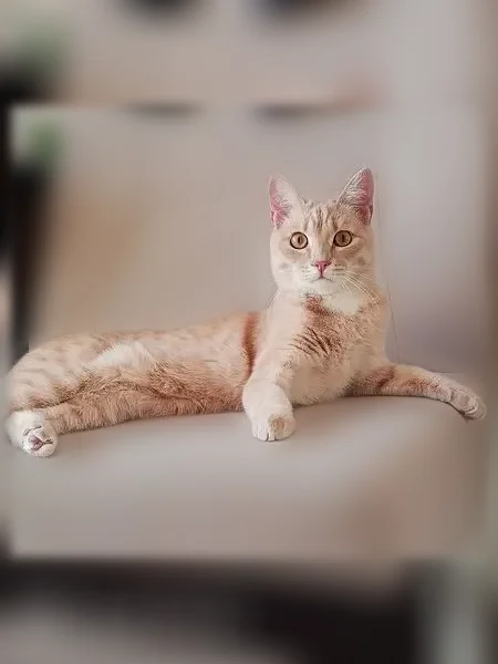 Пропала кошка, проспект Победы, 2/1, Оренбург — кот песочного цвета, 10 месяцев, боится улицы - photo