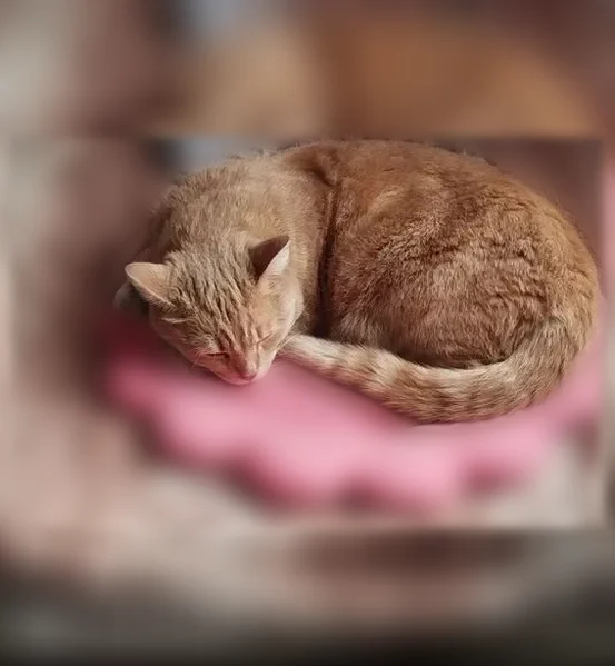 Пропала кошка, Покатная улица, 4, Кемерово — кот Персик, рыжий окрас - photo