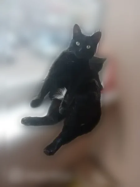 Пропала кошка, улица Правды, 25, Уфа — чёрная, с белым животиком, крупная, 3 года - photo