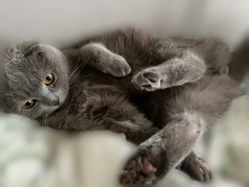 Пропала кошка, Берёзовая улица, 333, Снежское — серый, жёлтые глаза - photo
