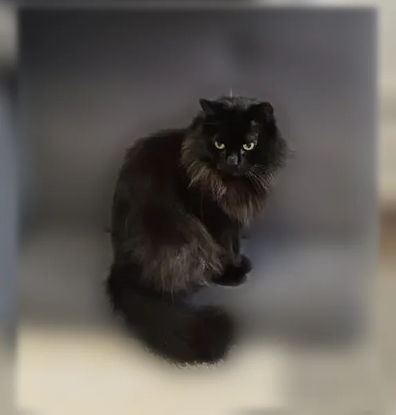 Пропала кошка, улица Орджоникидзе, 1, Бердск — чёрная длинношерстная, очень пугливая, с частного участка ночью - photo