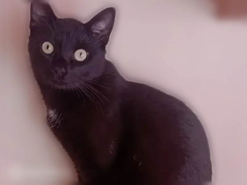 Пропала кошка, Воздушная улица, 6, Калининград — чёрный кот с белым галстуком, яркие глаза - photo