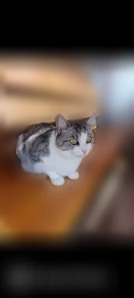 Пропала кошка, СНТ 