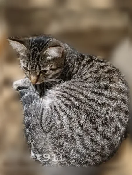 Пропала кошка, Школьная улица, 1, Новобурановка, Магнитогорск — полосатая, не даётся на руки - photo