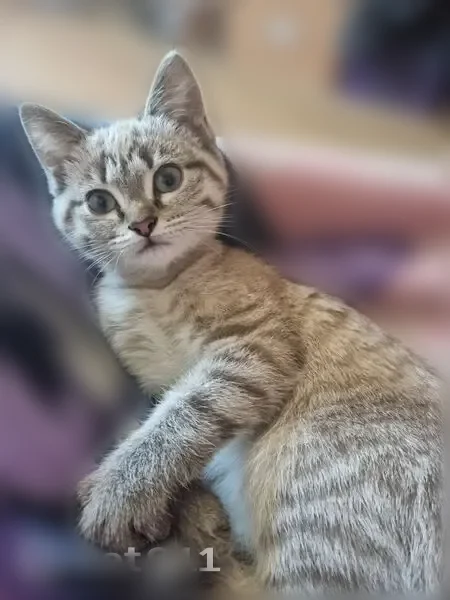 Пропала кошка, улица Чапаева, 24, Владивосток — ласковая, похожа на котёнка 3–4 месяцев - photo
