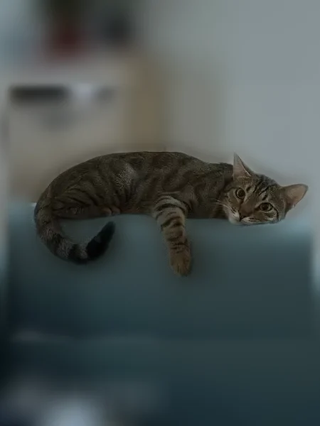 Пропала кошка, улица Куликова, 2, Тарко-Сале — любит пакеты и коробки - photo
