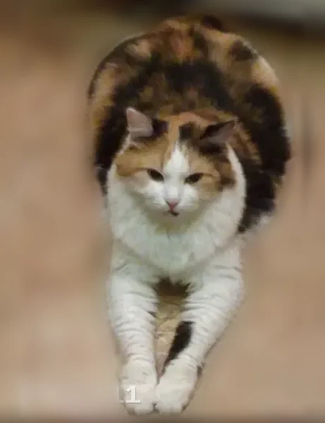 Пропала кошка, Тула — старая, 13 лет - photo