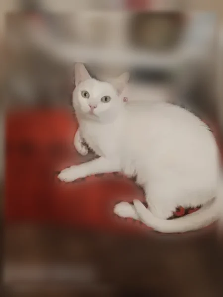 Пропала кошка, Центральная улица, 8, Курьяново — кот пугливый, без задней лапы - photo