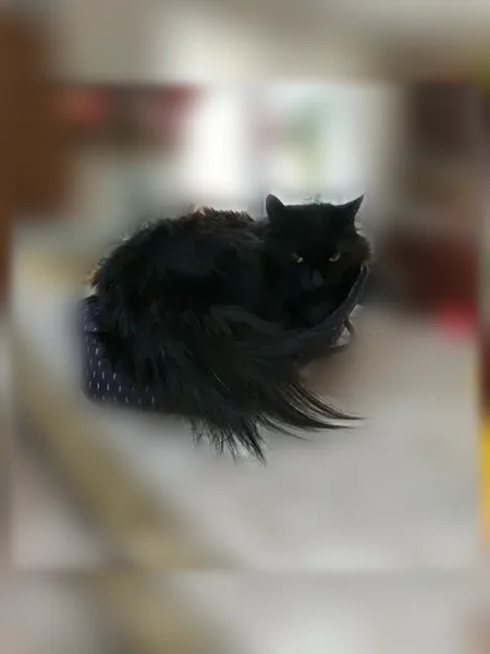 Пропала кошка, Надёжная улица, 19, Киров — чёрная, пушистая, откликается на имя Дуся - photo