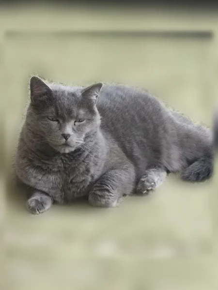 Пропала кошка, Лесная улица, 25, Нижневартовск — британская, 9 лет - photo