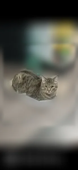 Пропала кошка, Пенза, Пензенская область — коричневый ошейник от блох - photo