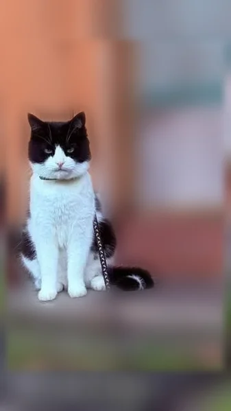 Пропала кошка, улица Лермонтова, 20 к1, Рязань — бело-чёрная, крупная, кастрирована - photo