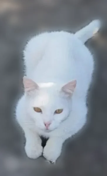 Пропала кошка, Уфимская улица, 82, Сибай — белая, короткошерстная, чихает - photo