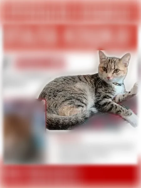 Пропала кошка, Ноябрьск, Ямало-Ненецкий автономный округ — рыжевато-серая, вытянутые зелёные глаза - photo