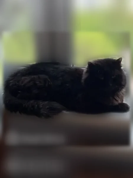 Пропала кошка, Мячковский бульвар, 11, Москва — чёрная, крупная, над глазом белое пятнышко - photo