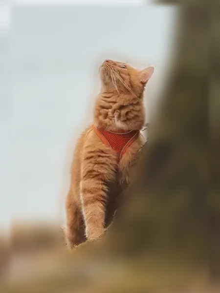 Пропала кошка, Садовая улица, 17, Гурьевск — рыжий кот с очень длинными усами и кисточками на ушах - photo