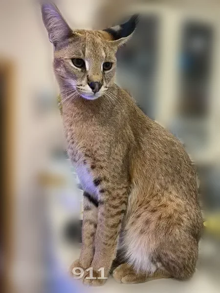 Пропала кошка, Млечная улица, 7, Калининград — очень большая, рыжая с чёрными ушами - photo