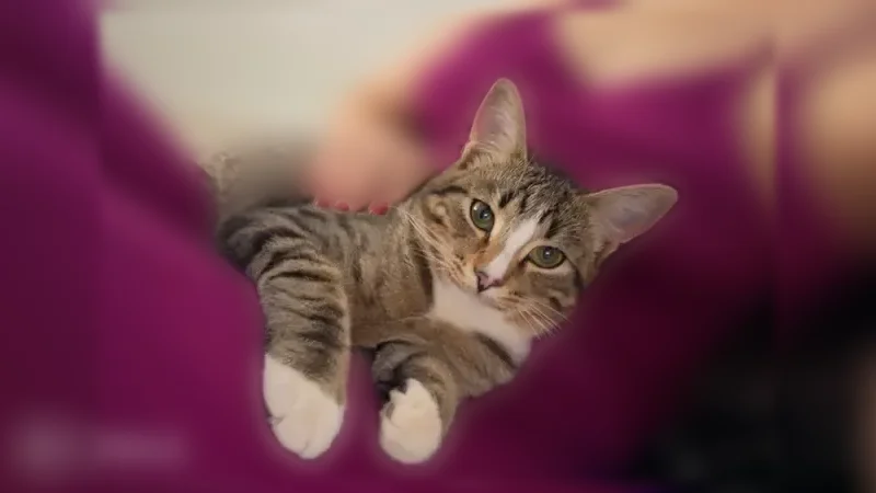 Пропала кошка, улица Ленина, 11, Мысы — камышовый окрас, белые лапки - photo