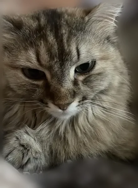 Пропала кошка, Звёздная улица, 11, Иркутский муниципальный округ, Иркутский район — пушистая, откликается на кличку Муся - photo