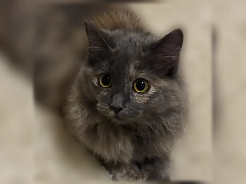 Пропала кошка, улица Батова, 2, Железногорск — серая кошечка - photo