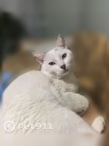 Пропала кошка, Анапа, Краснодарский край — белый кот с чёрными пятнышками на ушках, подушечках и лбу - photo