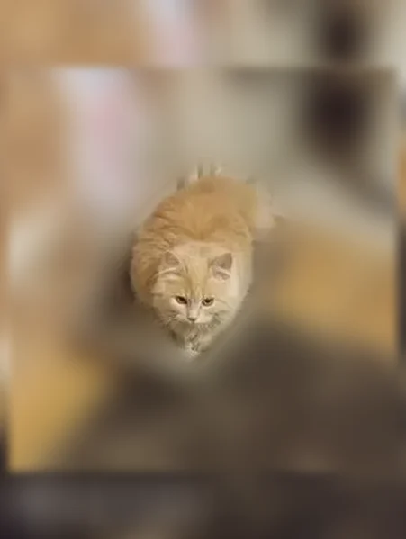 Пропала кошка, Тамбов - photo