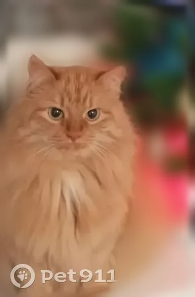 Пропала кошка, переулок Будённого, 1, Сухой Лог — пушистая рыжая - photo