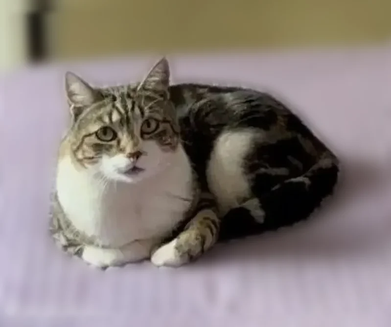Пропала кошка, улица Литвинова, 15, Ростов-на-Дону — кастрированная, немного трусливая - photo