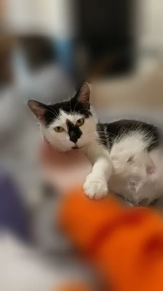 Пропала кошка, улица Мещерского, 14, Архангельск — черно-белая, с чёрным пятном на носу - photo