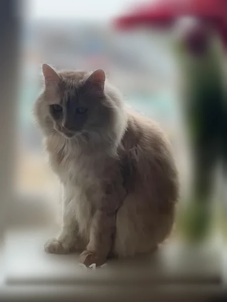 Пропала кошка, Лугавская улица, 34А, Минусинск — рыжий крупный пушистый кот породы курильский бобтейл - photo