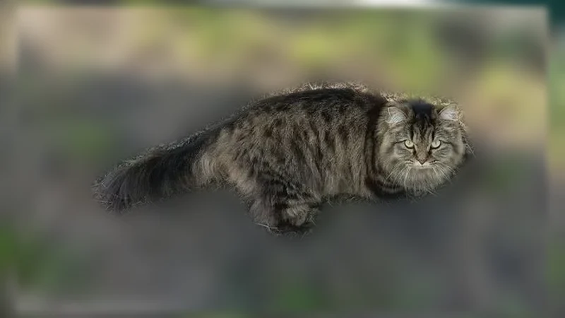 Пропала кошка, Молодёжная улица, 5А, Юрга - photo