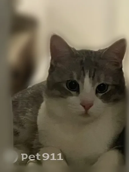 Пропала кошка, улица Чкалова, 86 к2, Майкоп, Гавердовский — домашний кот, пугливый - photo