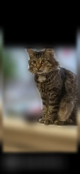 Пропала кошка, Игнатьевский переулок, 2Б, Павловский Посад — полосатая, белая грудка, пушистый хвост - photo