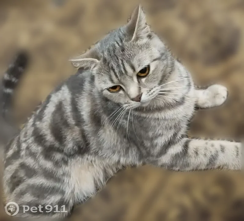 Пропала кошка, Ковыльная улица, 56Г, Барнаул — пушистая, двухцветная, с жёлтыми глазами - photo