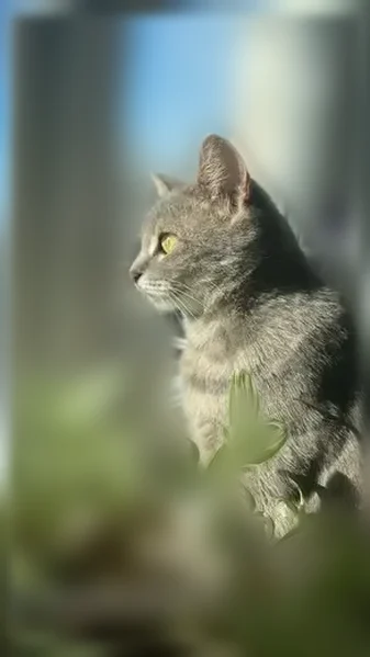 Пропала кошка, Ташкентская улица, 88А, Иваново — серая, пугливая - photo