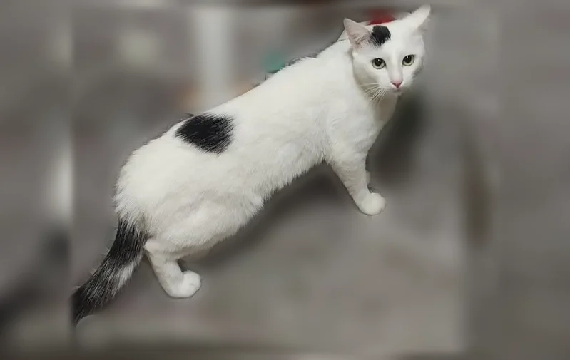 Пропала кошка, Южный микрорайон, 10, Старый Оскол — белый окрас, чёрный хвост - photo