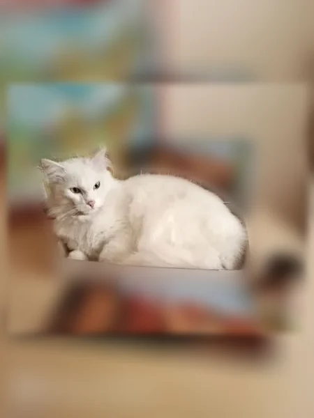 Пропала кошка, Чернореченская улица, 123, Курган — белая, длиннолапая, с расцарапанным правым ухом - photo