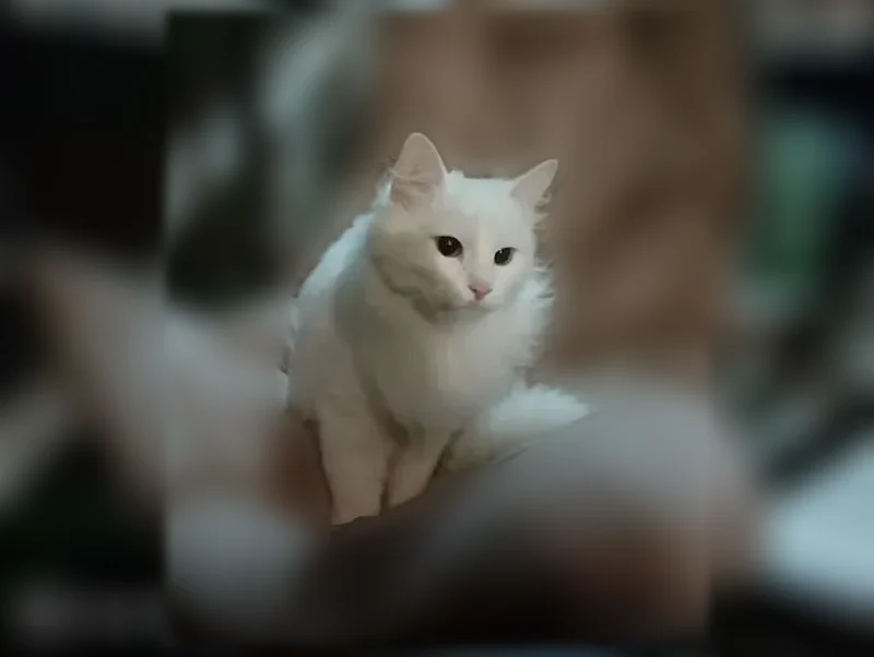 Пропала кошка, улица Адмирала Васюнина, 12 к1, Нижний Новгород — полностью белая, с пушистым хвостом - photo