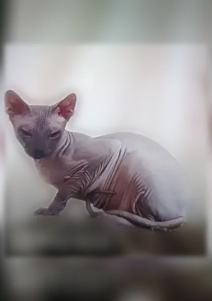 Пропала кошка, Прокопьевск, Кемеровская область — серый красивый кот - photo