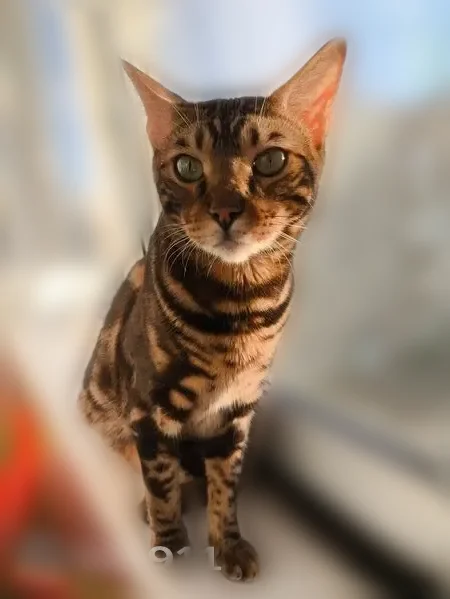 Пропала кошка, Юбилейная улица, 21, Колодкино - photo