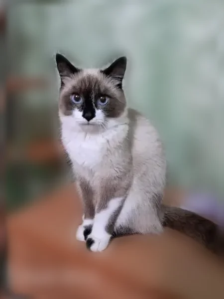 Пропала кошка, Агрономическая улица, 29, Екатеринбург — молодая сиамская кошка по кличке Тося - photo