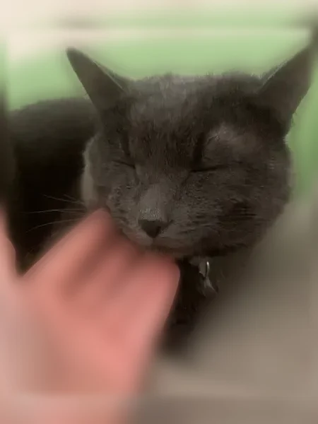 Пропала кошка, Ново-Ленино, Ново-Ленино — серо-дымчатый окрас, белое пятнышко на грудной клетке - photo