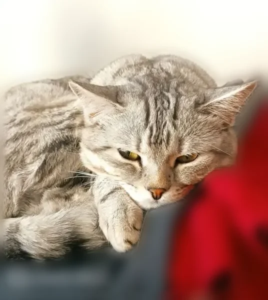 Пропала кошка, проспект Ленина, 249, Рубцовск — розовый ошейник от блох на шее - photo